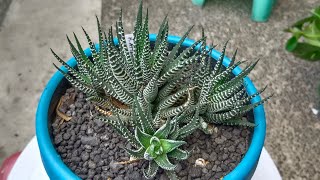 Repotting our Haworthiopsis Attenuata Zebra Haworthia [upl. by Hebbe899]