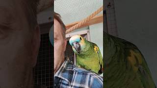 Bluefronted Amazon ParrotAmazona aestiva birds animals birdaviary parrot cute pets aviary [upl. by Landahl]