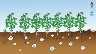 CmiA training video on the importance of crop rotation in cotton farming [upl. by Dannon]