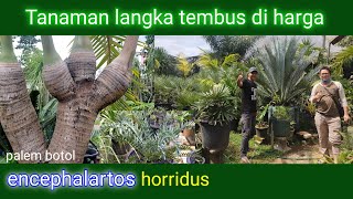 Harga encephalartos dan pohon palem langka di lapak petani 19 [upl. by Sheeran117]