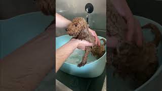 Puppy First Grooming poodle [upl. by Meeks290]