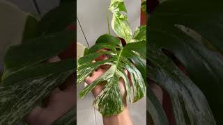 Monstera Variegata Corak Marble diuual 💐plants plantlover [upl. by Naerad626]