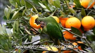 Tiriva Pyrrhura frontalis Maroonbellied Parakeet  MVI 8 [upl. by Edva]