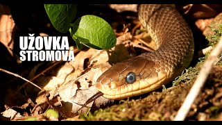 NEJDELŠÍ HAD V ČR  Užovka stromová  Zamenis longissimus  Podyjí Aesculapian snake [upl. by Eiramyllek835]