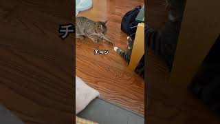 【今日の猫たち】またやるんか… ねこのいる生活 保護猫 ねこの日常 [upl. by Eissed486]