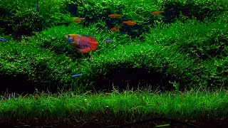 Planted Aquarium  Moss Aquascape  4K Cinematic [upl. by Aniahs740]