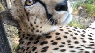 NatZooZen Have You Ever Heard a Cheetah Purr [upl. by Hsu]