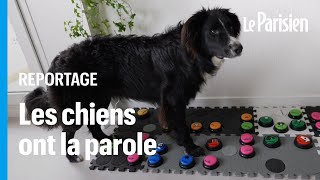 Grâce à ces buzzers sonores les chiens ont enfin la parole [upl. by Gaelan51]