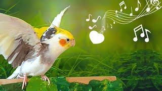 Best Cockatiel Singing in 2023 [upl. by Demakis]