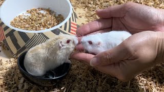 Cute Hamster Pairing for hamsters [upl. by Isidoro]