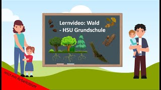 Lernvideo Wald  Nadelbäume🌲  HSU Grundschule [upl. by Yseulte305]