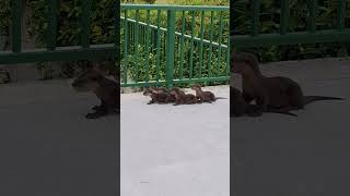 Omg Four Baby Otters Crying shortvideo nature eastcoast lutrinae mustelidaefamily animal [upl. by Anaerol925]