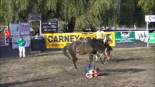 Murrurundi Poley Buckjump [upl. by Esikram]