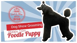 Dog Show Grooming How to Groom a Poodle Puppy [upl. by Hnacogn]