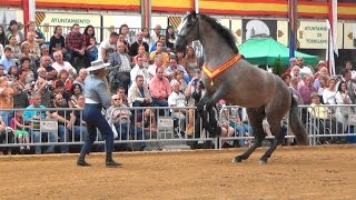 Concurso del caballo de pura raza españolaTorrelavega FECAB 2015 por dc [upl. by Gies160]