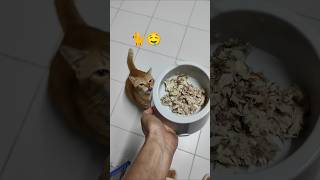 Orange cat drooling over home cooked meal [upl. by Madea]