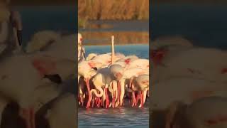 Flamingos DANCING [upl. by Pfeffer]