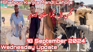 Wednesday update  Shahpur Kanjra Mandi Lahore  Goat Farming in Pakistan  Mix Mall  Latest update [upl. by Anilra]