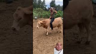 Bull rider Lady 💪bullrider viralvideo horse [upl. by Rabiah]