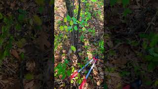 Invasive species alert  European buckthorn shorts ohio [upl. by Aracat]