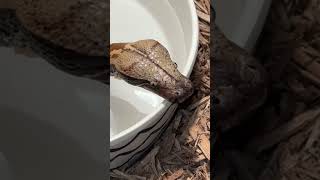 BLOOD PYTHON DRINKING reptiles snakevideo bloodpython enclosure morphe water pdhnetwork [upl. by Maillliw]