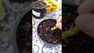 Quick and easy way to propagate geraniums [upl. by Lareena]