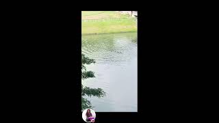 River otters swimming near the bridge 🌁🏞🦦 [upl. by Munsey]