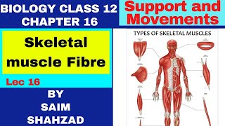 Biology Class 12 Chapter 16 Support and Movements Topic Skeletal muscle Fibre in Urdu Hindi [upl. by Jemmy]