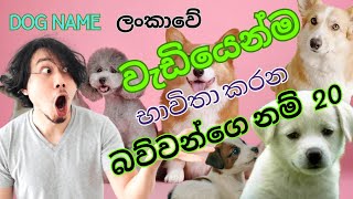 dog name ep2  බල්ලන්ට නම්  dogs name🐕‍🦺 ballanta nam  dog names for male🐕  ballata namak [upl. by Fischer]