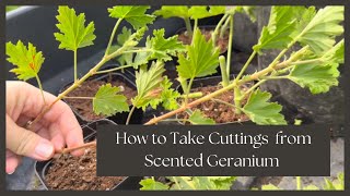 How to Overwinter Scented Geraniums Cuttings Digging and Potting Chocolate amp Citrus Varieties [upl. by Analra]