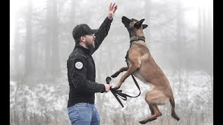 THE BELGIAN MALINOIS  HOW TO TRAIN YOUR PUPPY [upl. by Hameean]