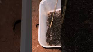 Using ants for catching cricket insect at night shorts [upl. by Aristotle]