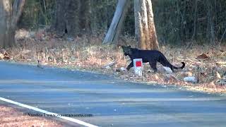 Rare Indian Black Leopard sighted at Tadoba 3rd Mar 2019 Filmed by Nandita [upl. by Yllim]