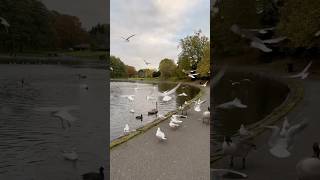 Sefton parkliverpool [upl. by Towroy]