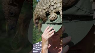 Why Lion Cant Attack Pangolins [upl. by Ran]