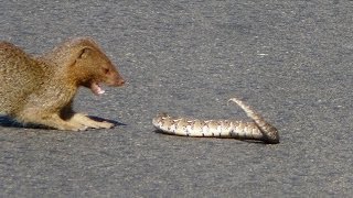 Slender Mongoose Interaction With Puff Adder Black amp White  Latest Wildlife Sightings [upl. by Francesca]