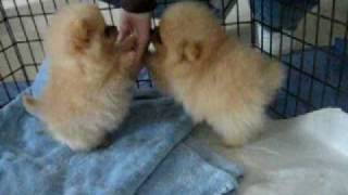 8 week old Pomeranian puppies [upl. by Karmen]