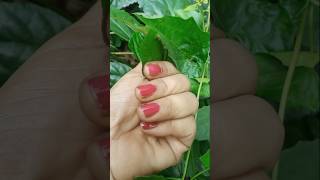 How to grow red hibiscus flower beautyful flower viral shorts 🌺🌺 [upl. by Erminia]