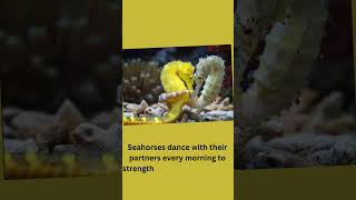 dancing of seahorses  Facts about seahorses  Seahorses [upl. by Najar]