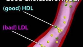 Understanding Cholesterol Cholesterol 1 [upl. by Inalawi]