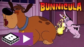 Bunnicula  Harolds Dog Race Rematch  Boomerang UK 🇬🇧 [upl. by Llerut826]