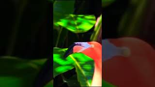 Flamingo Dancing on Rainforest Ecosystems [upl. by Sly]