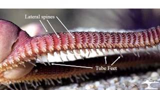 Echinoderms 3 crinoids ophiuroids [upl. by Etnomed]