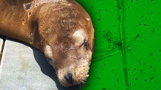 Sea Lions and Dolphins Dying Because of Toxic Algae [upl. by Guy173]