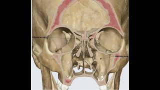 Paranasal sinus 3D anatomy teaching [upl. by Evaleen]