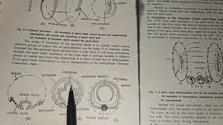 Early Embryonic Development In Insects [upl. by Ytsirhk]