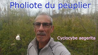 CHAMPIGNONS COMESTIBLES du 34  quot2quot Pholiotes du peuplier Cyclocybe aegerita [upl. by Atworth]