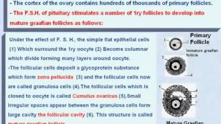 8 General Embryology The Development of the Graafian Follicle [upl. by Fesoy]