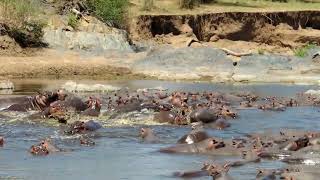 Hippos fighting in serengeti river Tanzania [upl. by Egor420]