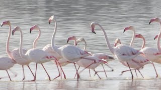 The Marching Flamingos of the Coto de Donana National Park Spain [upl. by Urson435]